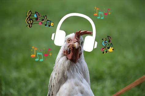 do chickens like music that makes us happy