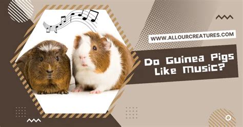 Do Guinea Pigs Like Music? And The Multi-Layered Impact of Sound on Their Daily Life