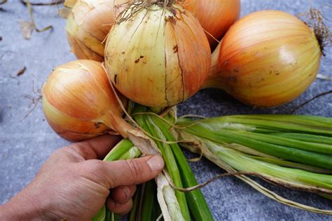 how to braid onions: the art of onion braiding and its hidden meanings